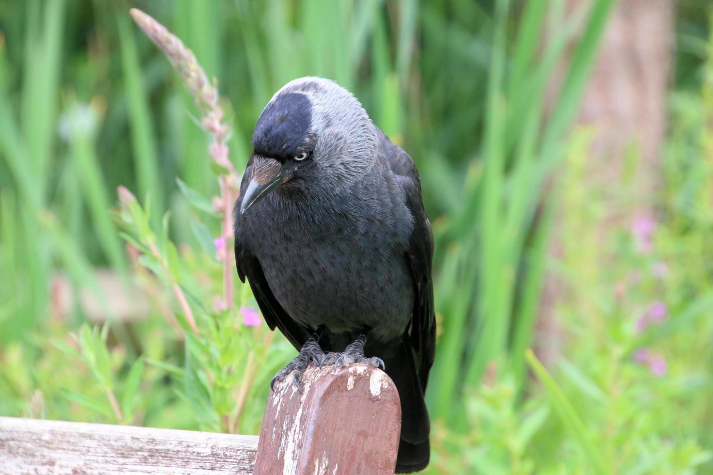 A view of a Jackdaw photo
