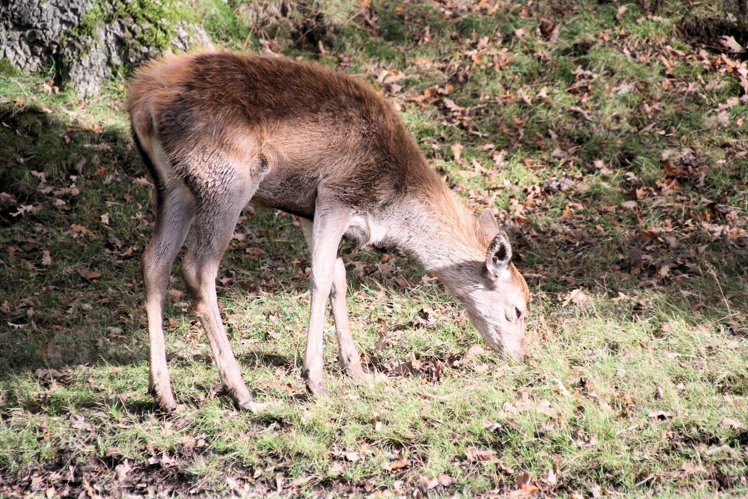 A view of a Red Deer in the Cheshire Countryside photo