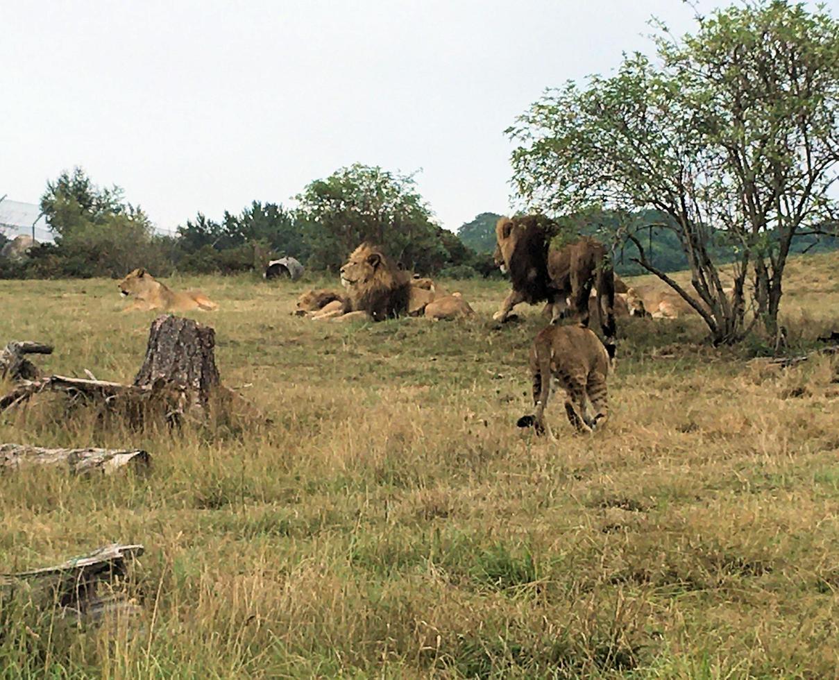 una vista de un león africano foto