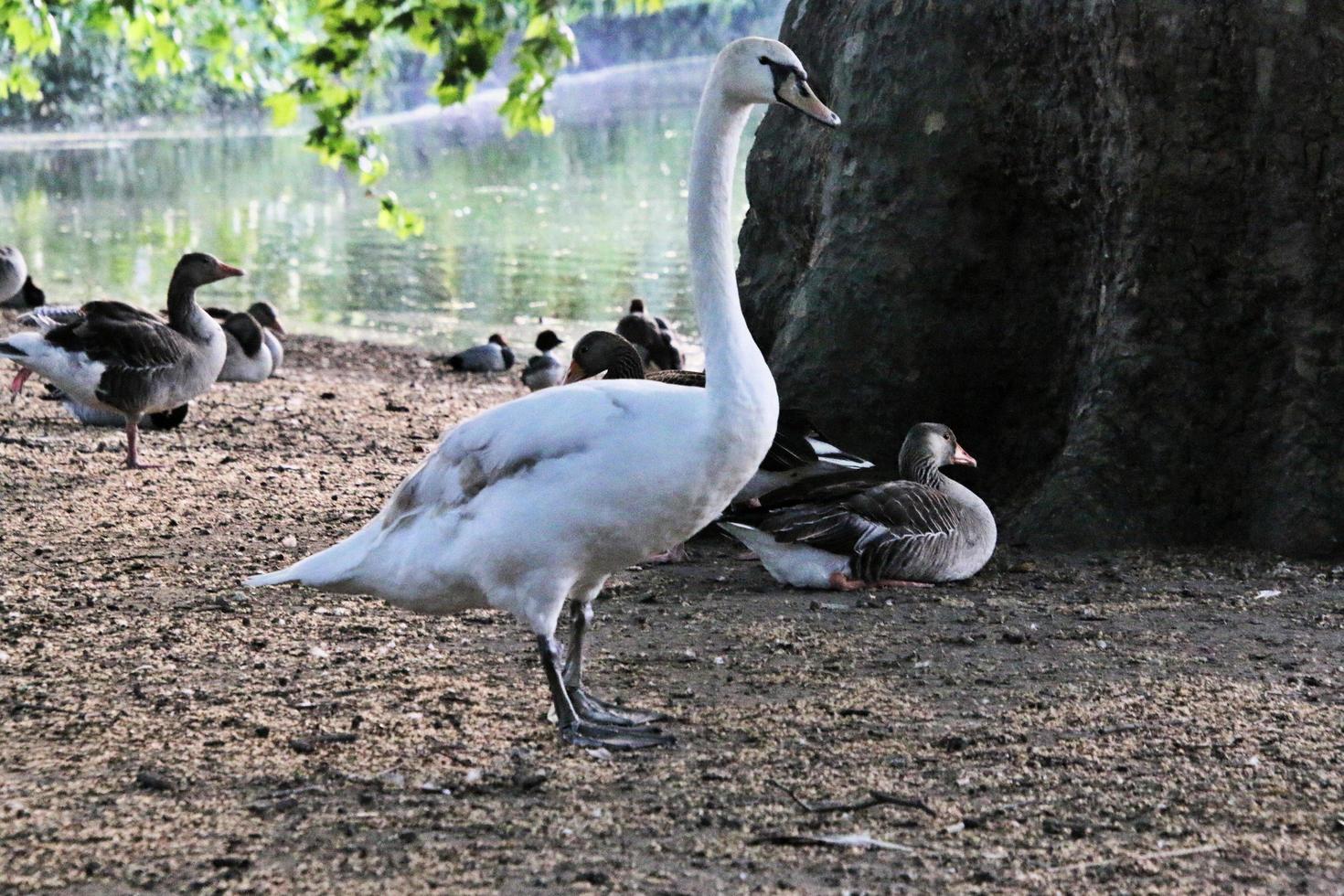 A view of a Mute Swan in London photo