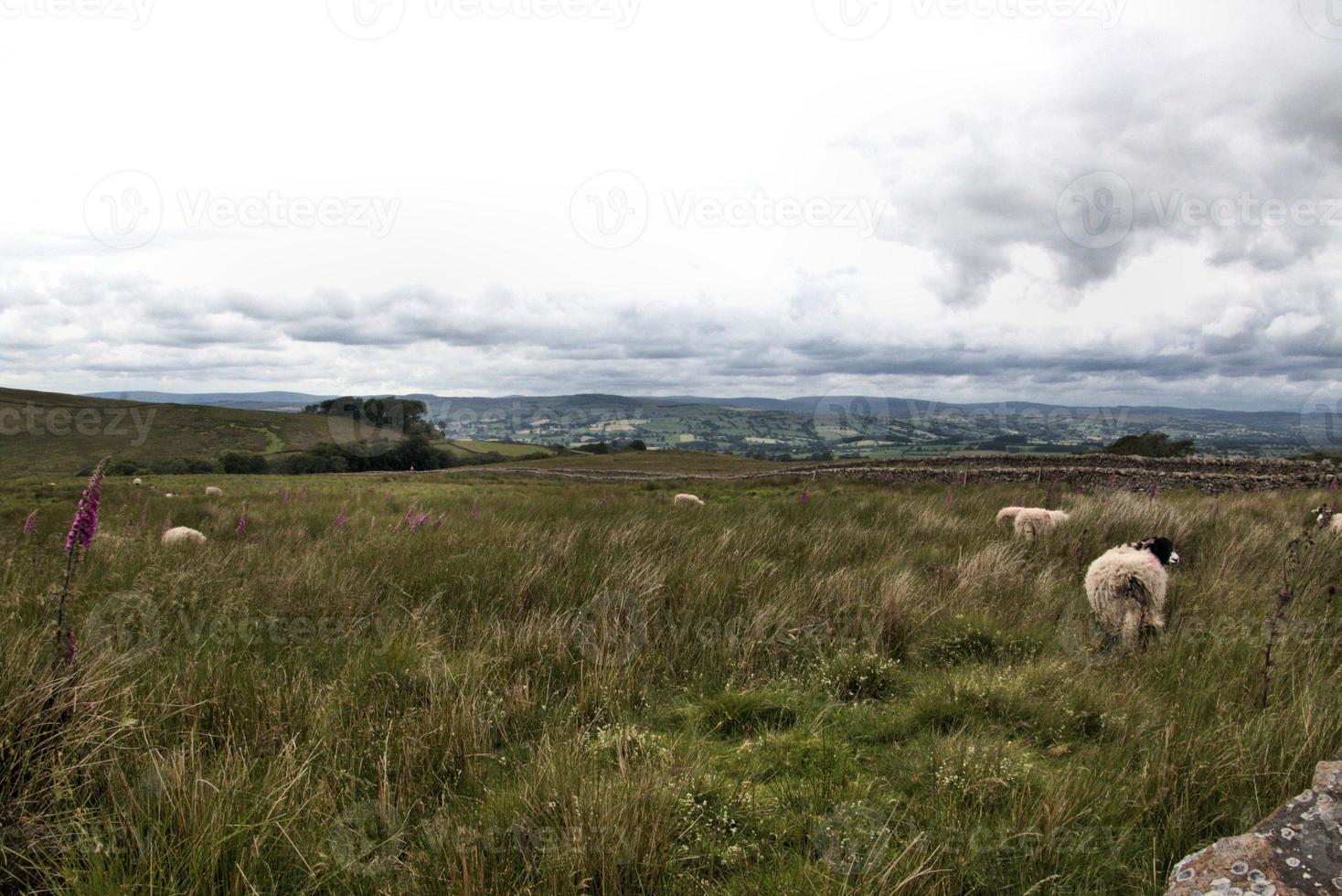 A view of the Yorkshire Moors near Mallam Cove photo