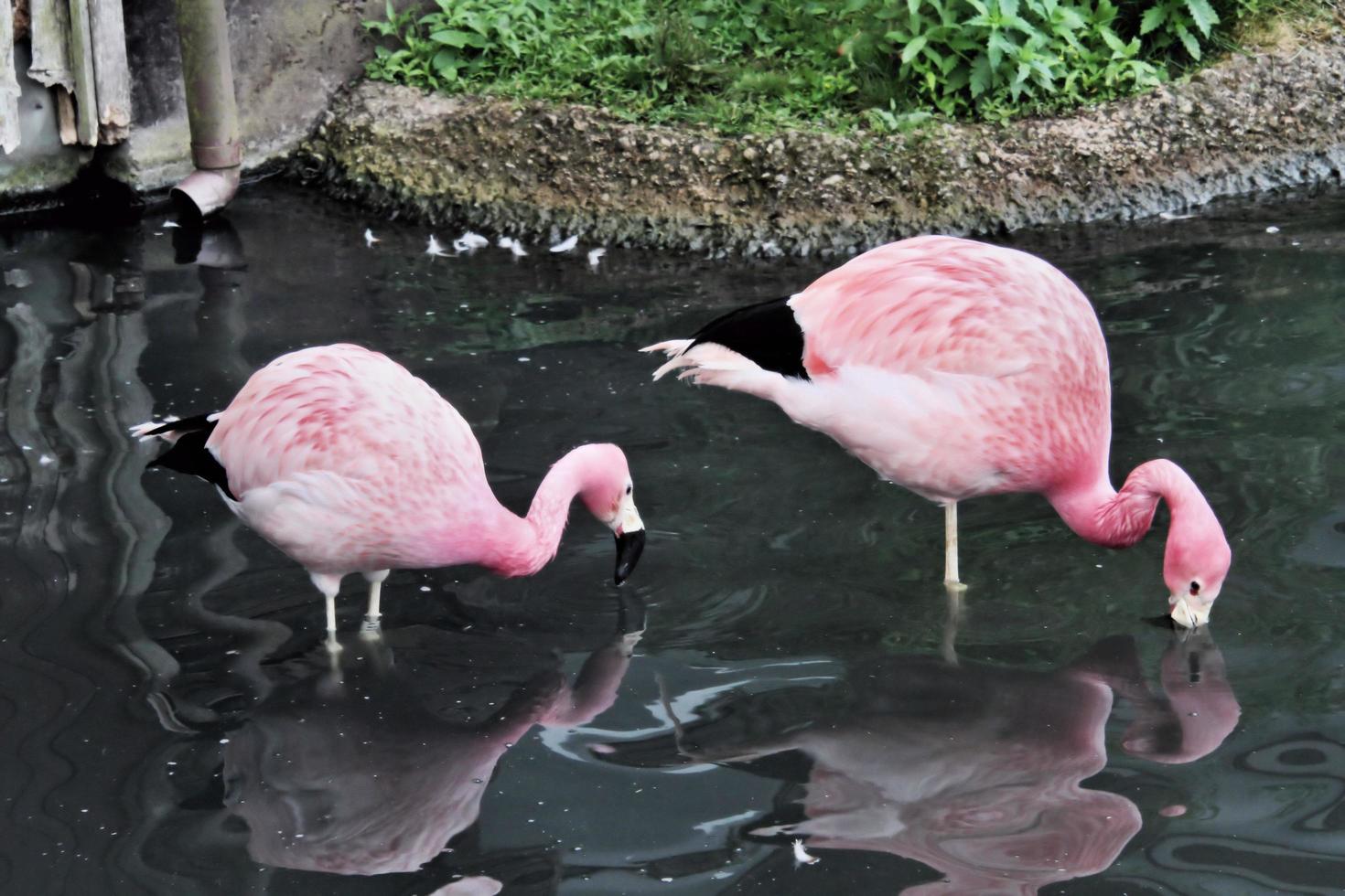 A view of a Flamingo at Slimbridge Nature Reserve photo