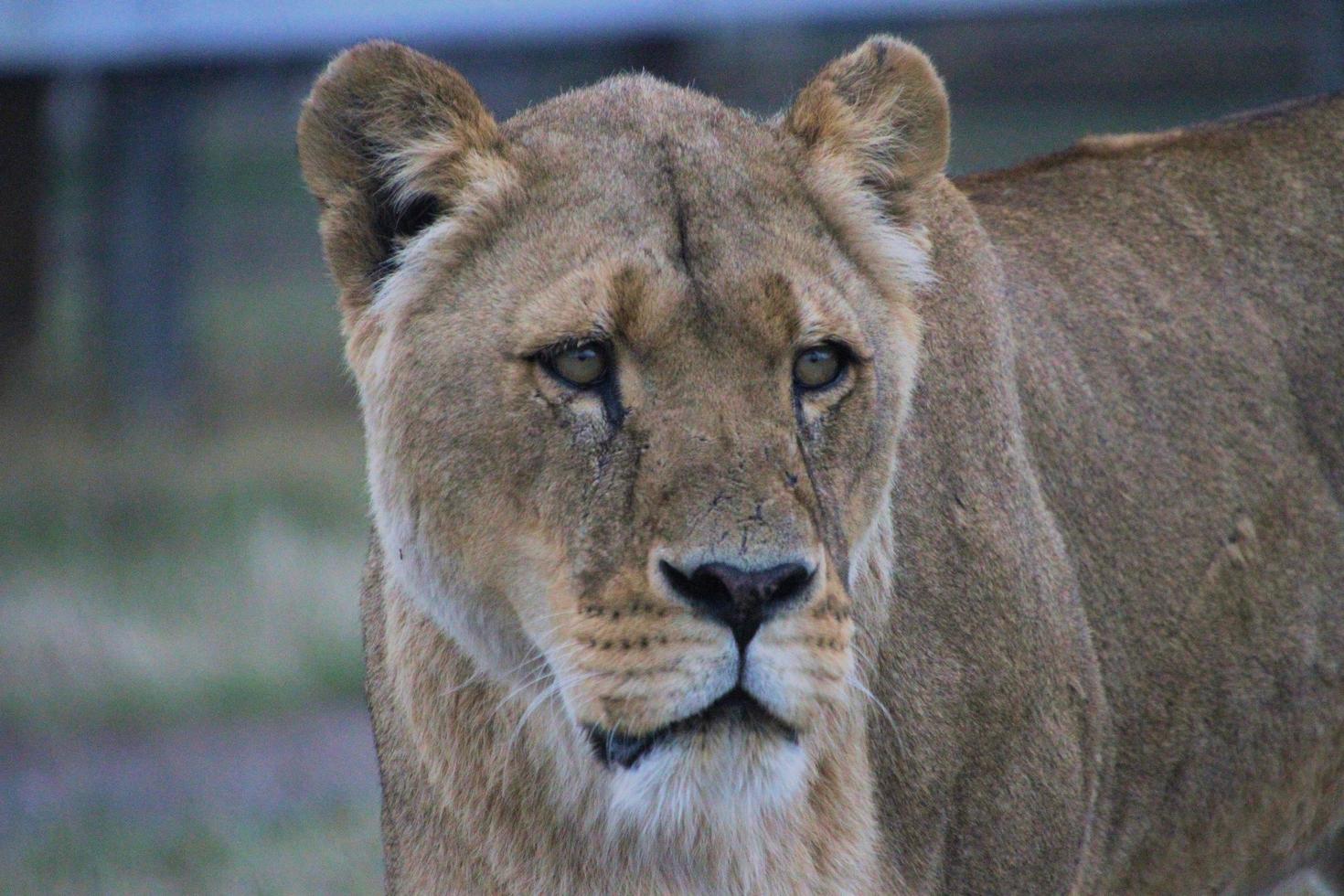 A view of an African Lion photo