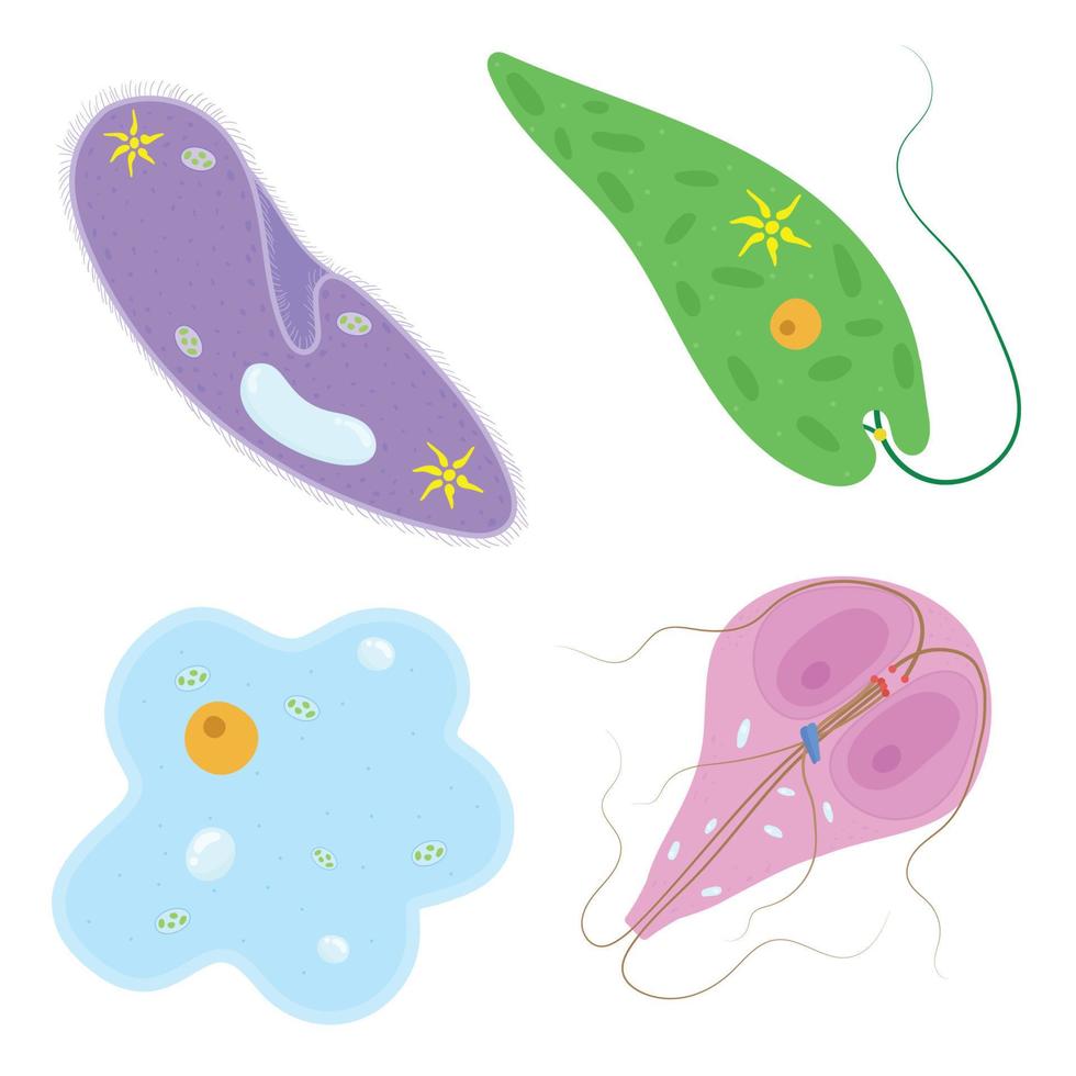 Basic Set of Protozoa. vector