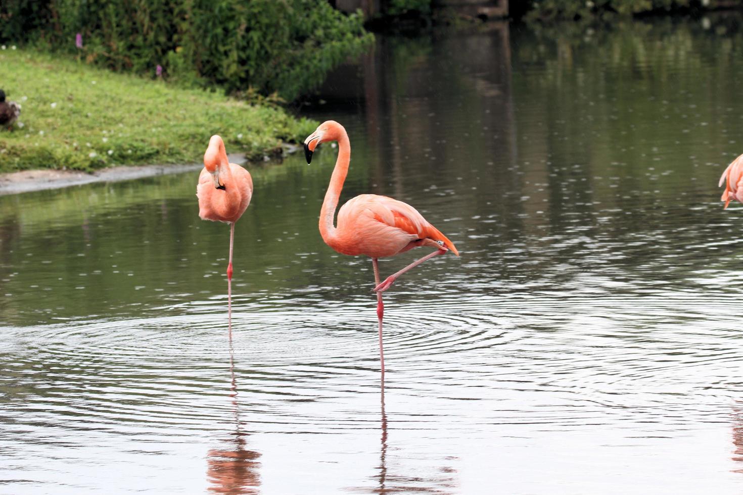 A view of a Flamingo at Slimbridge Nature Reserve photo