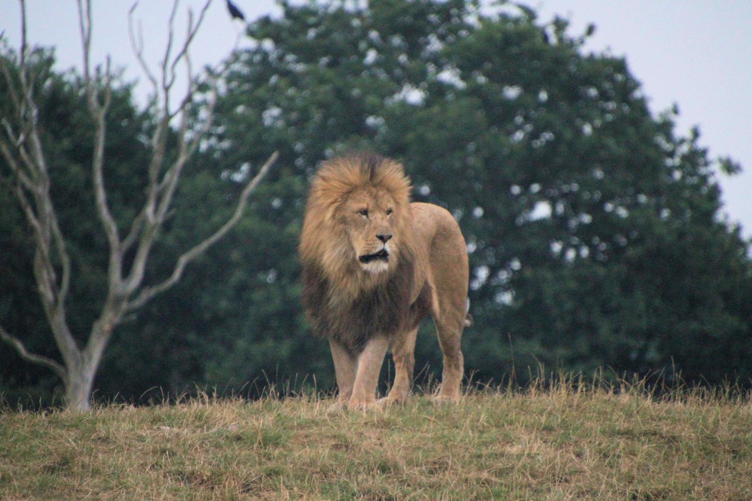 A view of an African Lion photo