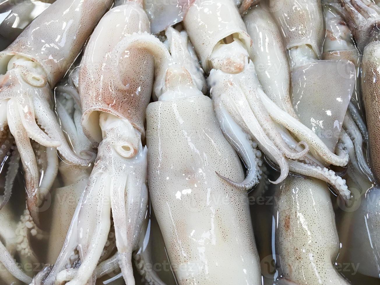 Fresh squid pile photo