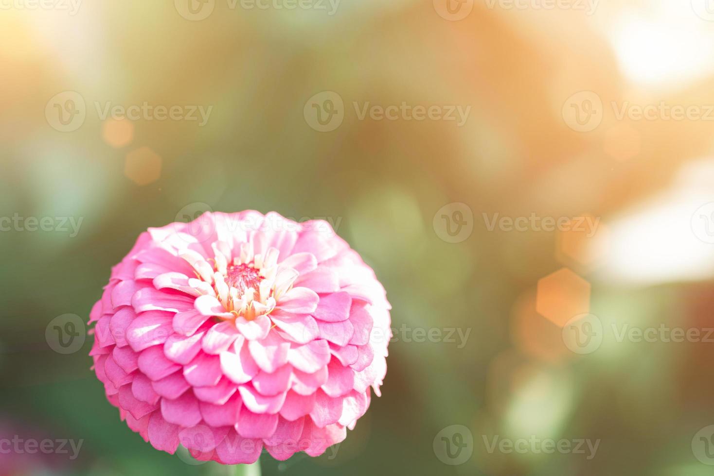 Pink zinnia blooms in the morning, photo