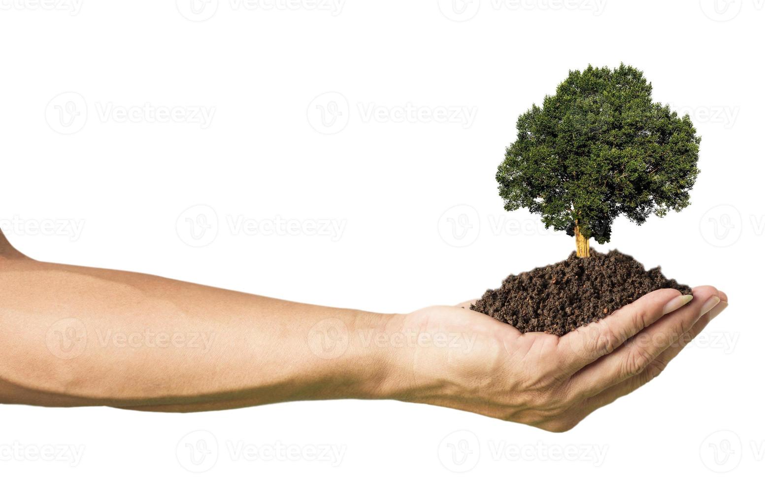 tree in hand on white background , environmental protection photo