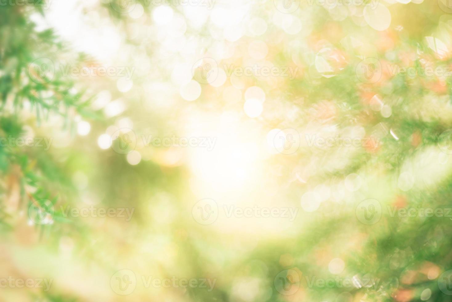 sunlight through the green tree in nature garden photo