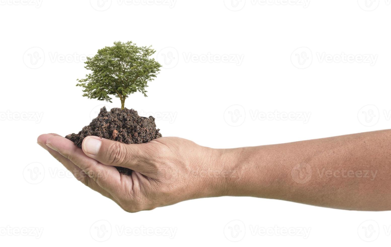 tree in hand on white background , environmental protection photo