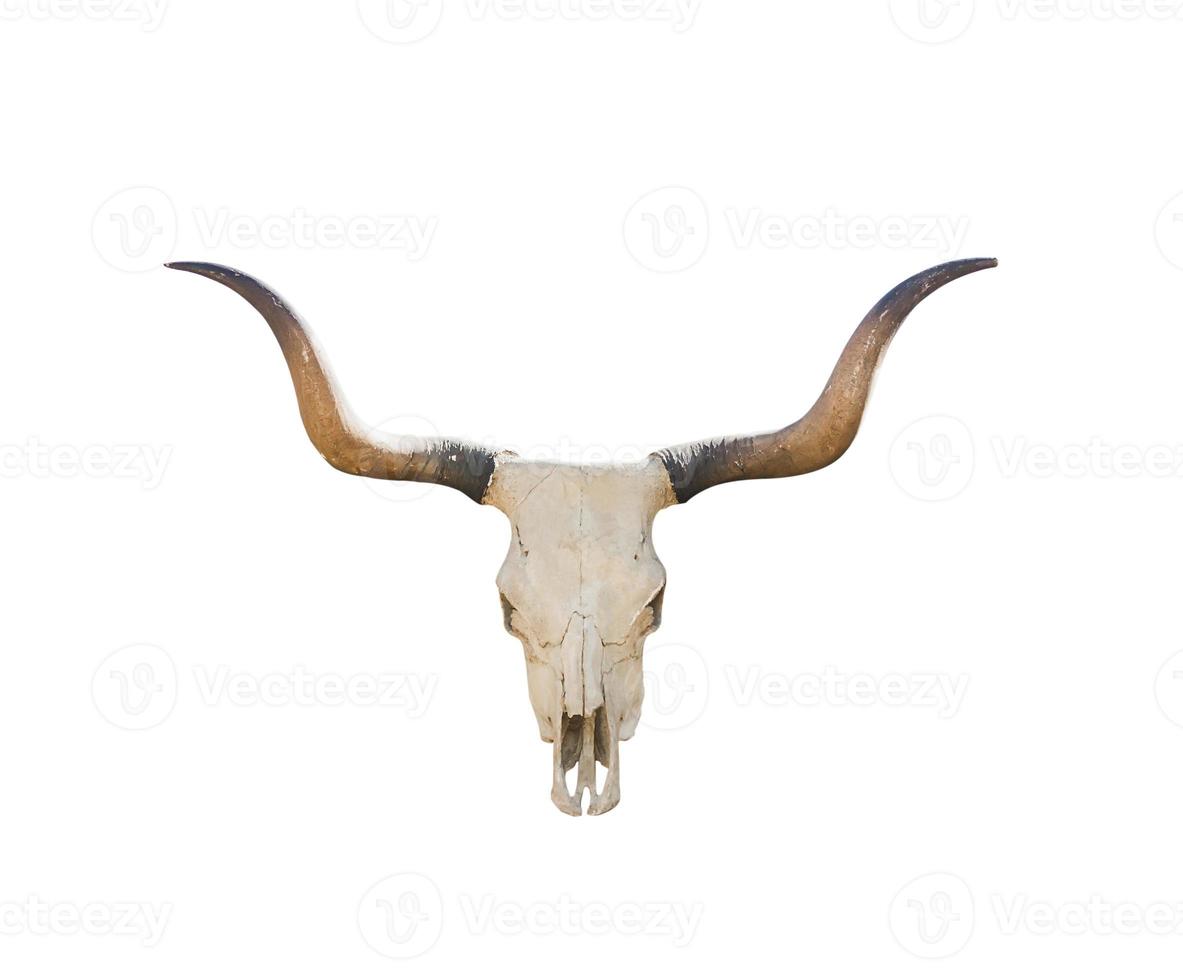 Buffalo skull on white photo