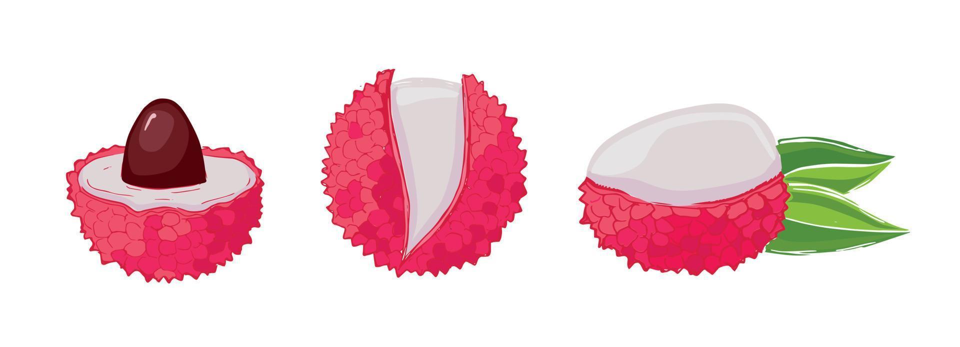 Lychee doodle drawings. Exotic fruit. Vector