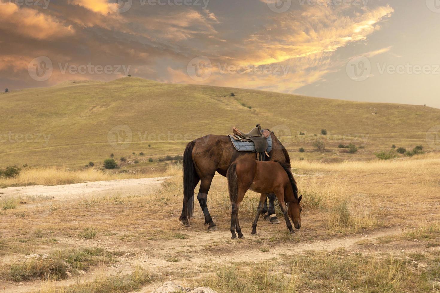 un caballo ensillado con un potro se alza contra el telón de fondo de un paisaje montañoso y una puesta de sol. foto