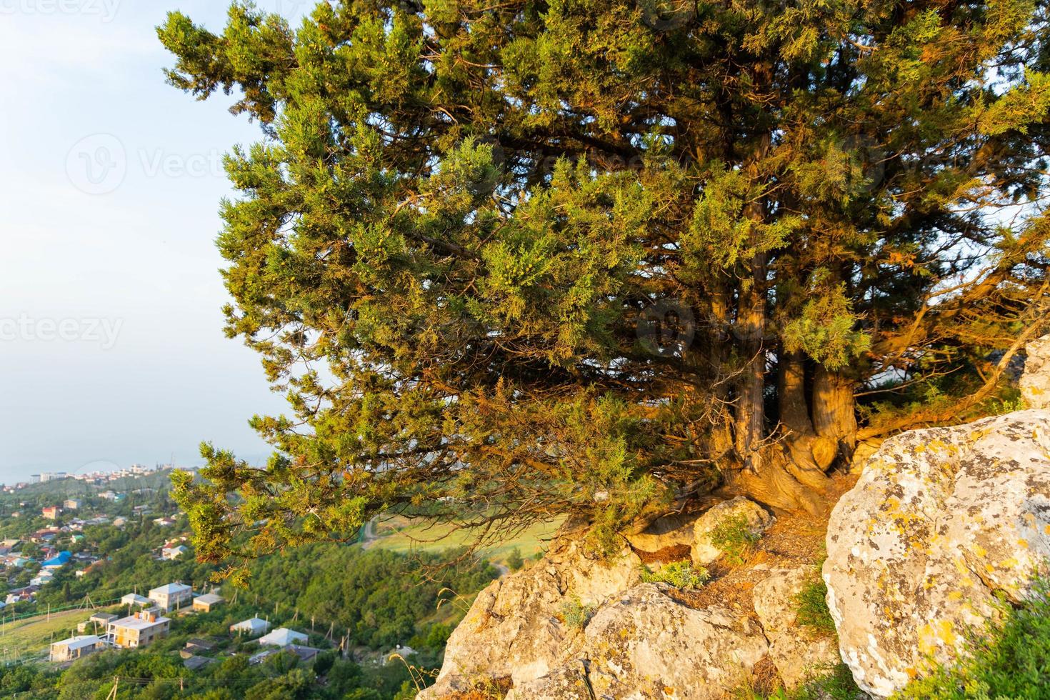 A lonely tree growing on a rock in the wild mountains .. photo