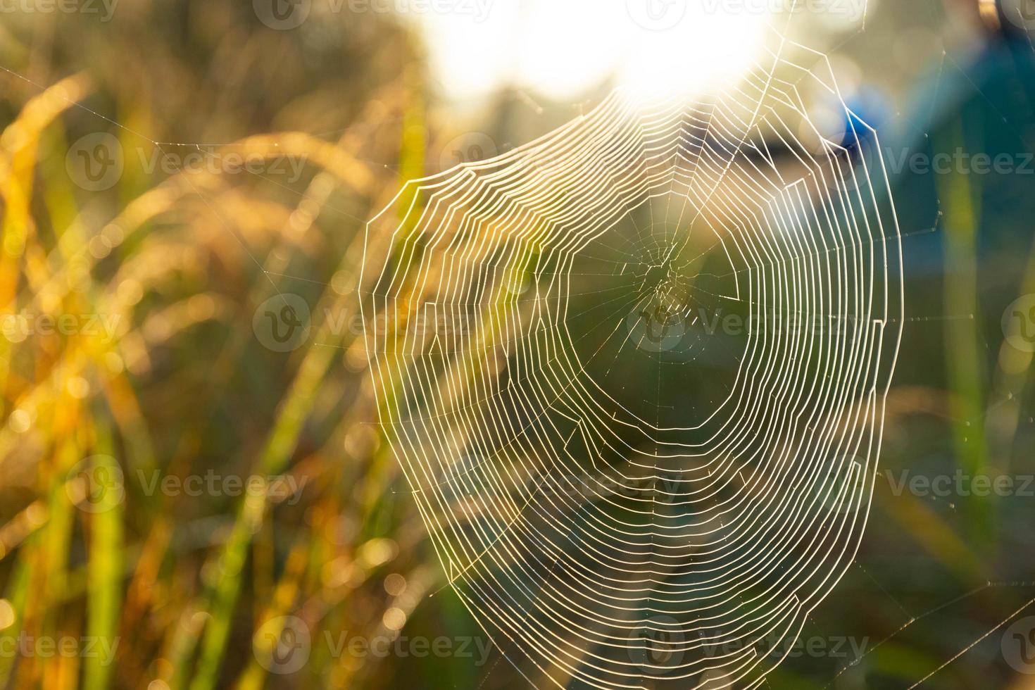 telaraña con gotas de rocío, herida por una fría mañana brumosa. enfoque selectivo. foto