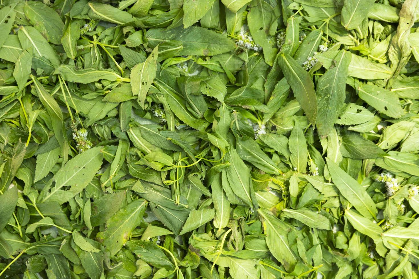 Fresh mint leaves close-up. Preparation for drying. Summer harvest. photo