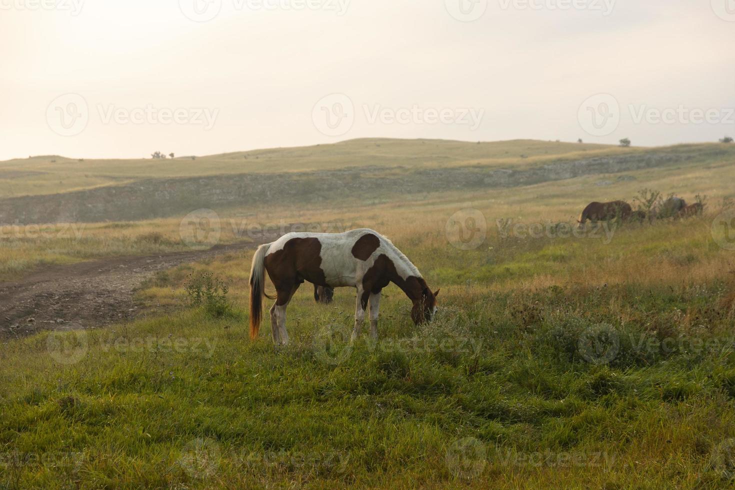 American spotted horse with brown and white spots in the pasture. photo