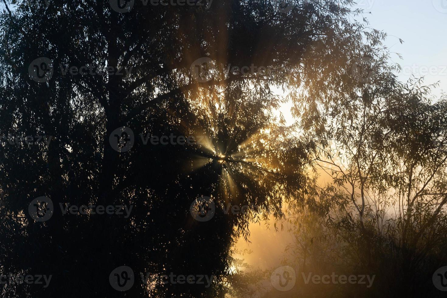 un paisaje otoñal pintoresco, un árbol solitario contra el fondo de un amanecer brumoso, en la orilla del río. foto