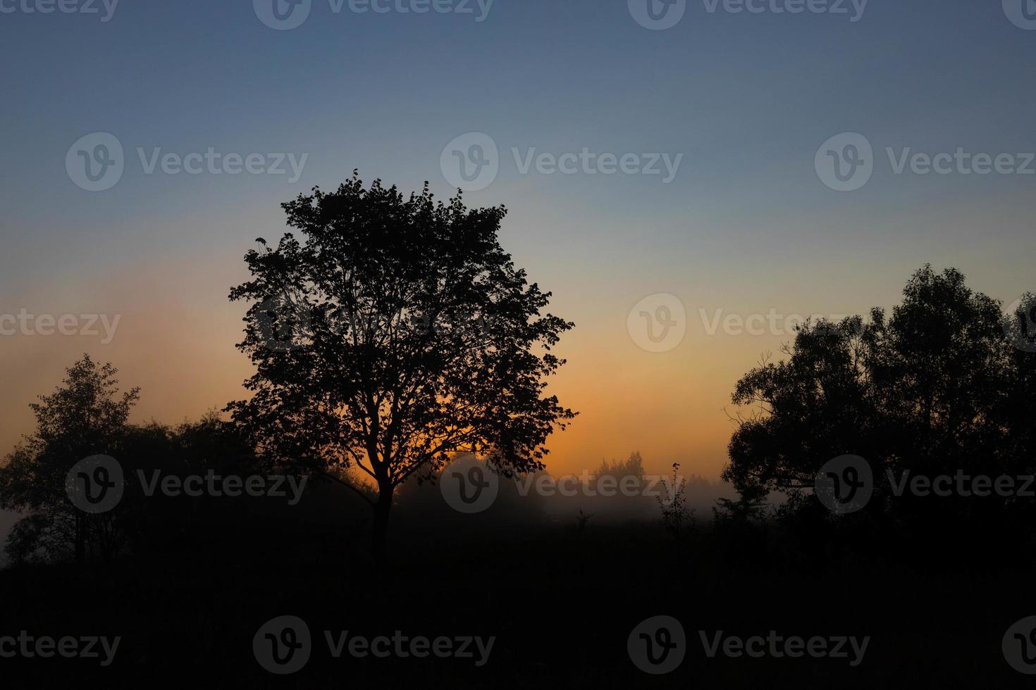 A picturesque autumn landscape, a lonely tree against the background of a misty dawn, on the river bank. photo