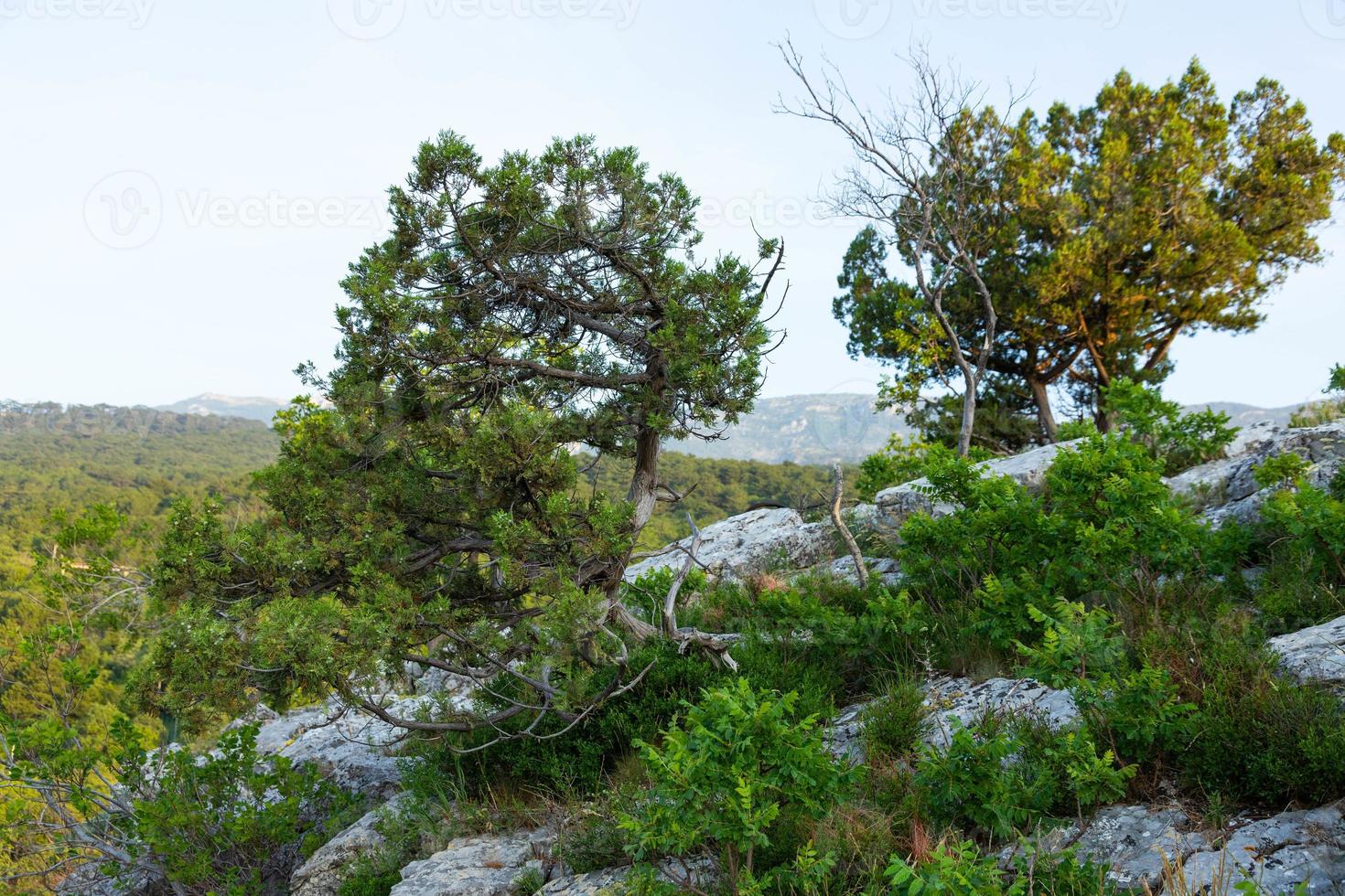 A lonely tree growing on a rock in the wild mountains .. photo