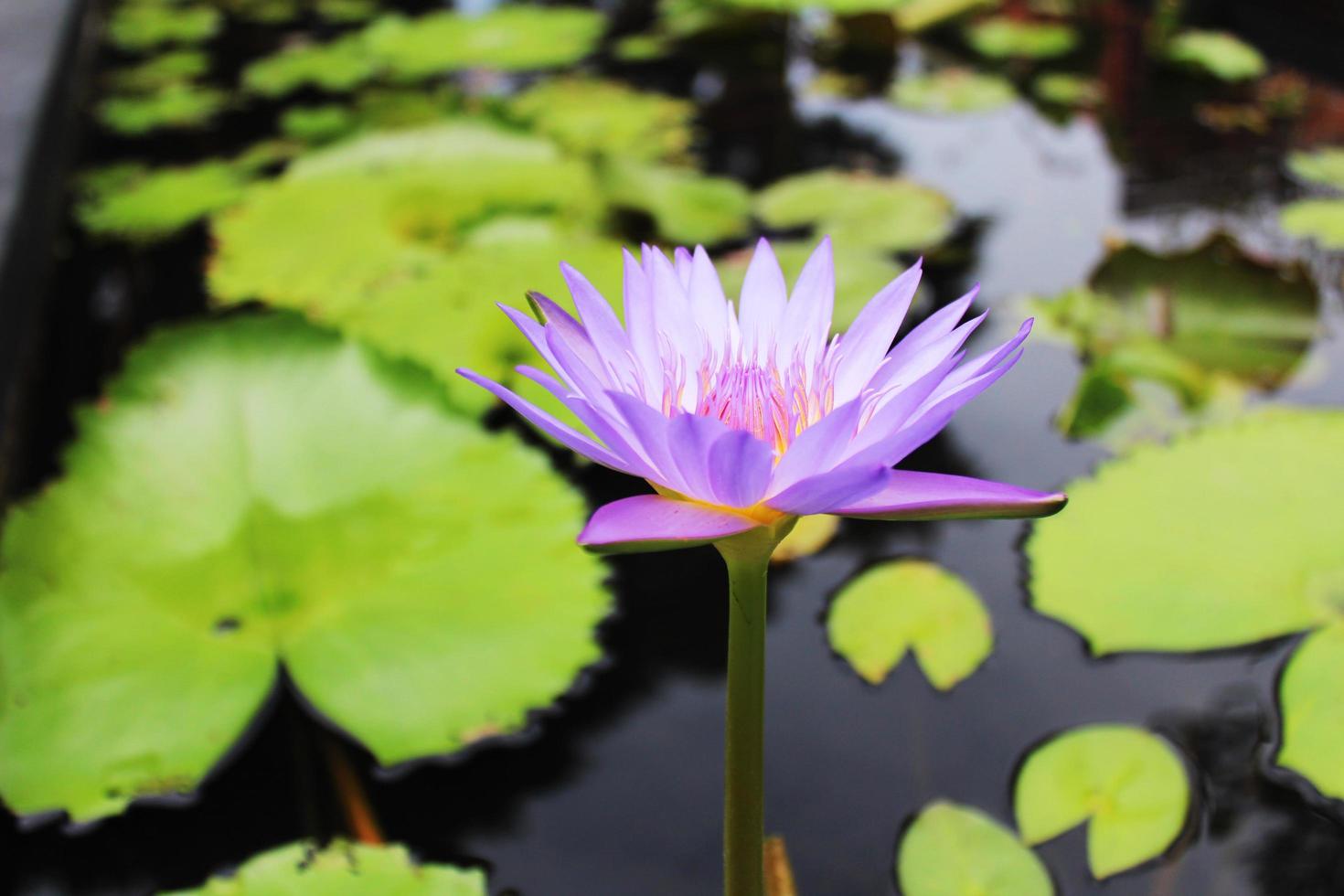 flor de loto con pétalos violetas claros al sol foto