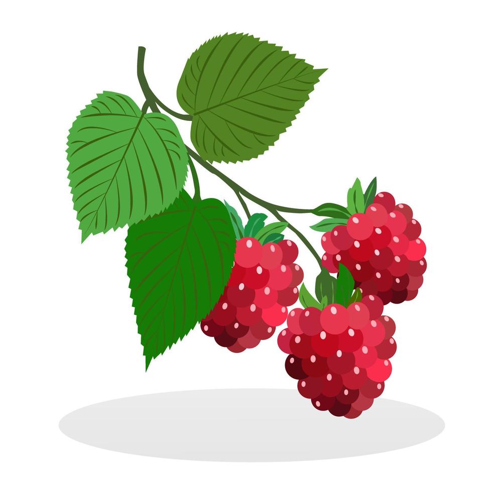 Summer deliciously fragrant raspberries on a twig with green leaves. A juicy, sweet forest and garden berry. There are no people in the image. vector
