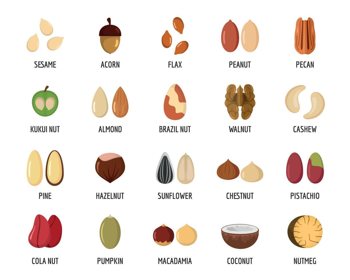 Nut types with signed names icons set, flat style vector