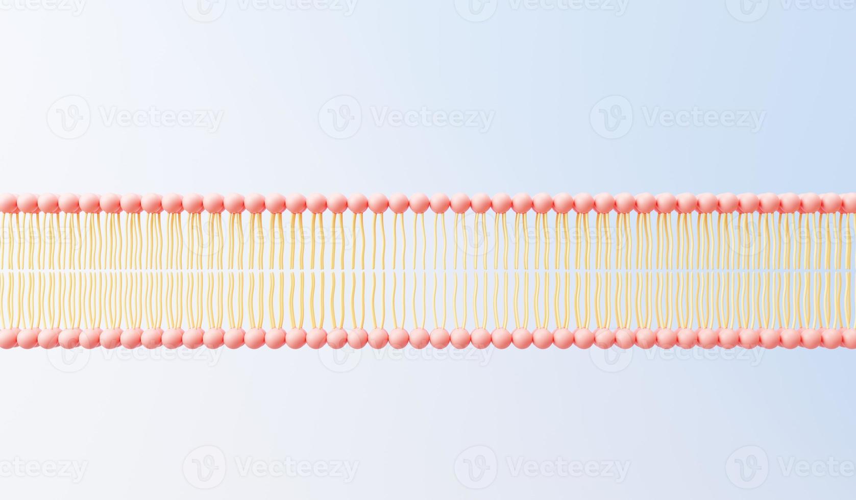 3d render cell membrane Phospholipid Bilayer. Layers of molecules. Gene expression. nucleotide database. Fluid mosaic model for education. Human gene. Plasma membrane structures. photo