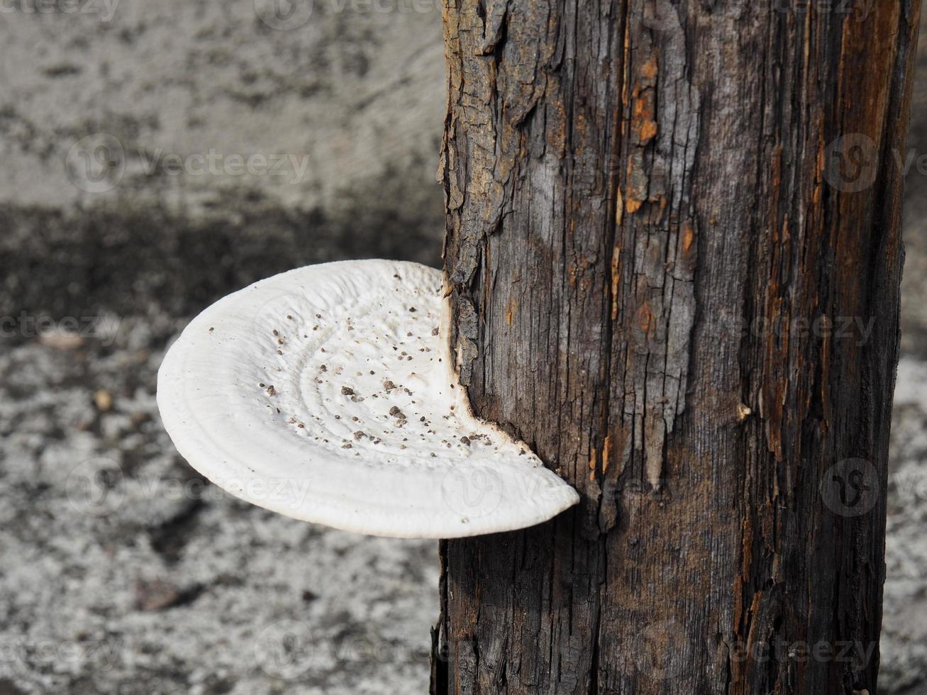 white circle mushroom on log photo