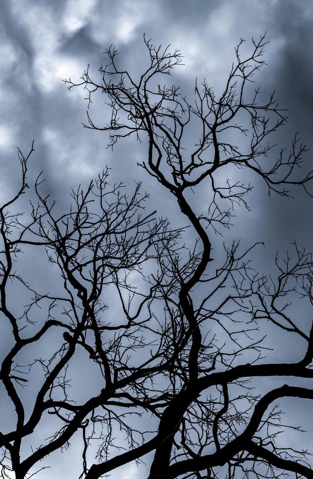 siluetee el árbol muerto en el cielo oscuro y dramático y el fondo de las nubes blancas para la muerte y la paz. fondo del día de halloween. desesperación y concepto sin esperanza. triste de la naturaleza. fondo de muerte y emoción triste. foto