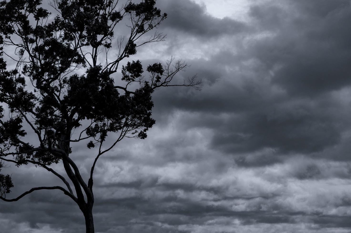 Silhouette tree and branch on grey sky and clouds background. Black branches and leaves of tree. Nature texture background. Art background for sad, dead, lonely, hopeless, and despair with space. photo