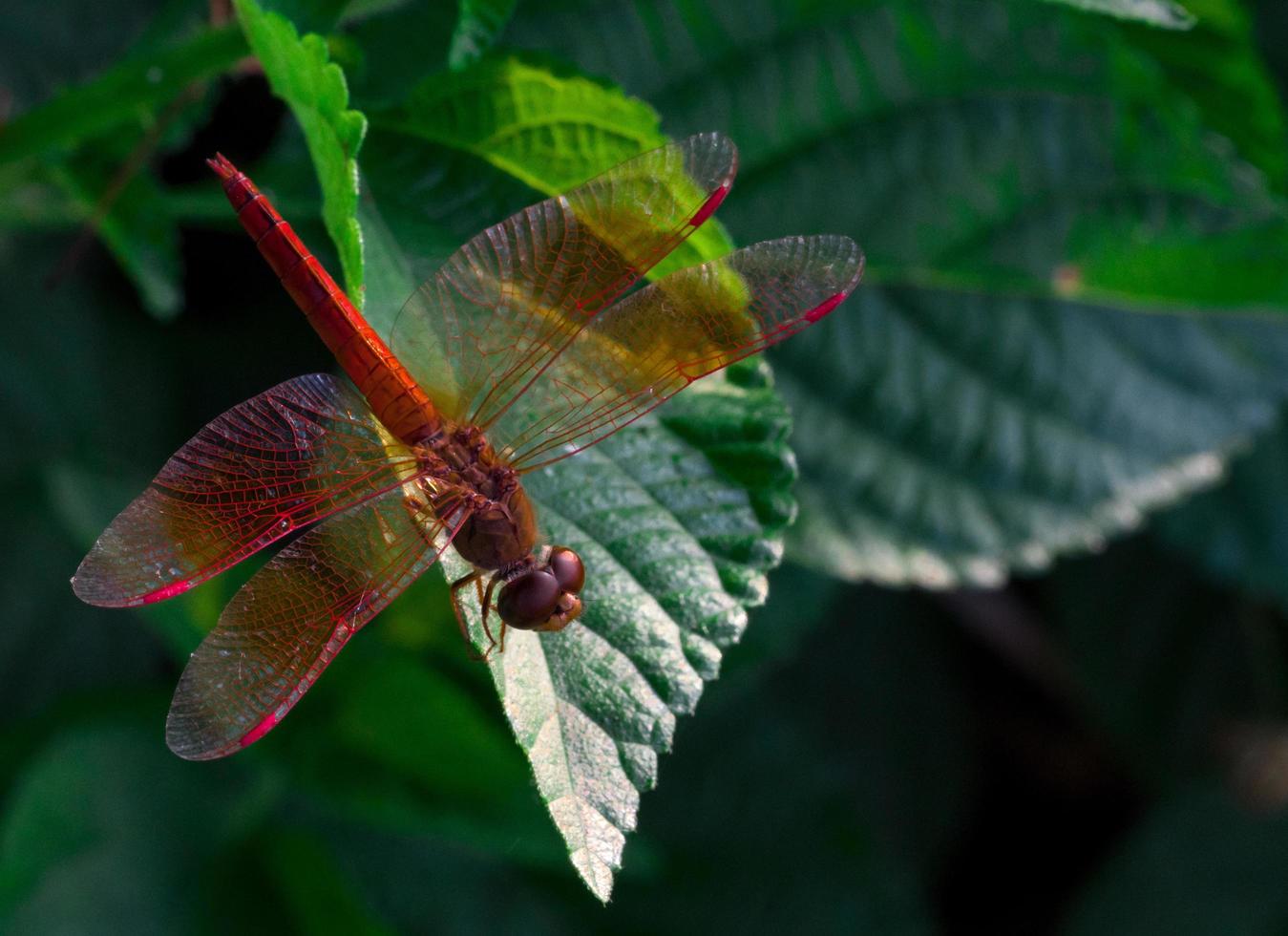 hermosa libélula roja muestra detalles de alas en una hoja verde como fondo natural el día del sol. insecto animal en la naturaleza. libélula roja de primer plano. indicador de calidad del agua. concepto conmemorativo. salvar mundo foto