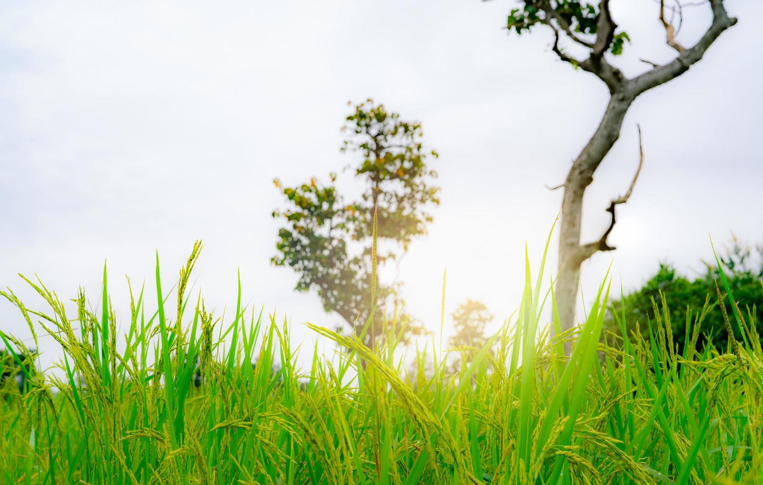 Selective focus on ear of rice. Green paddy field. Rice plantation. Organic rice farm in Asia. Rice price in the world market concept. Beautiful nature of farm land. Paddy field. Plant cultivation. photo