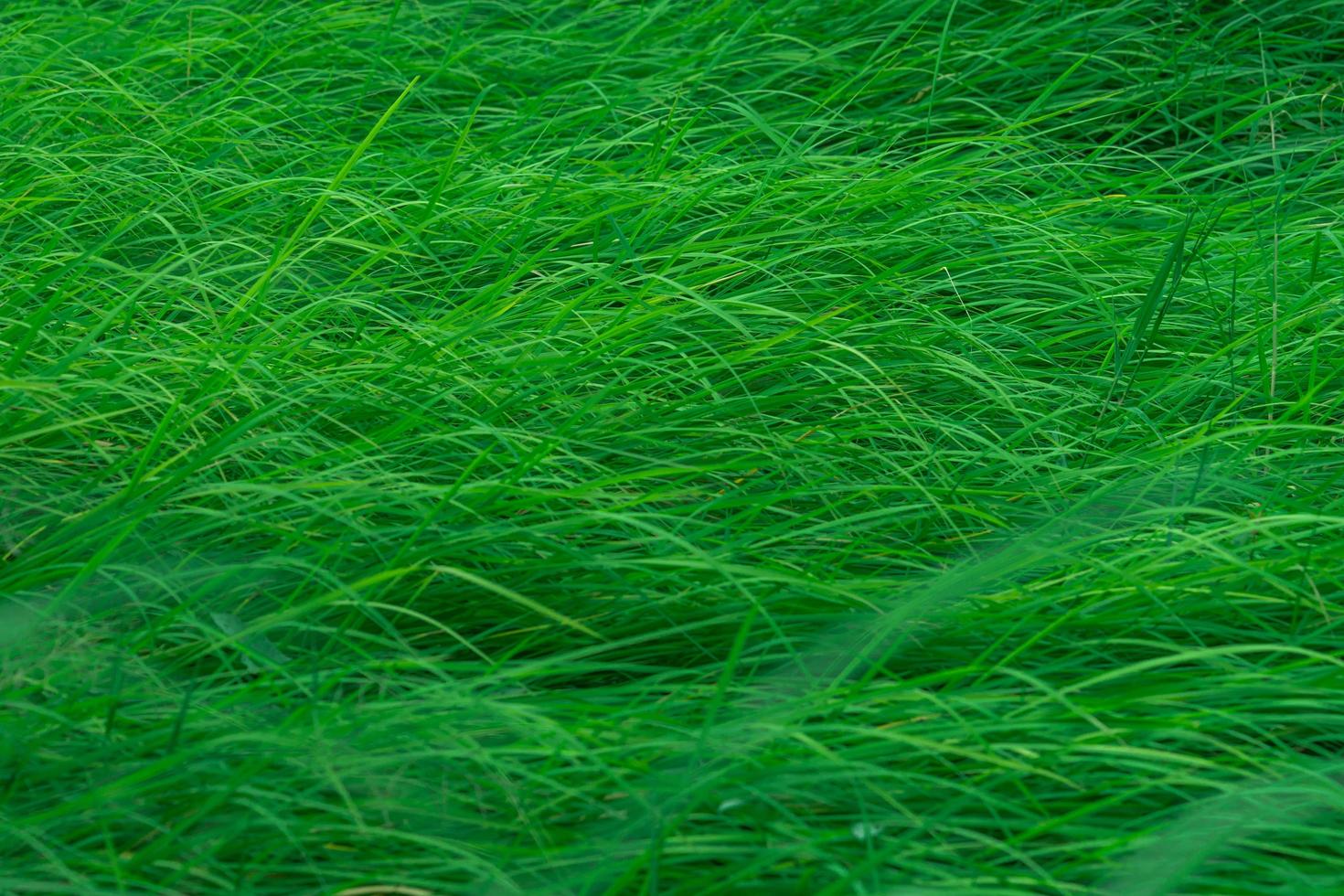 Green grass with long leaves. Natural green stalks grass texture background. Organic and healthy background. Background for organic cosmetic product. photo