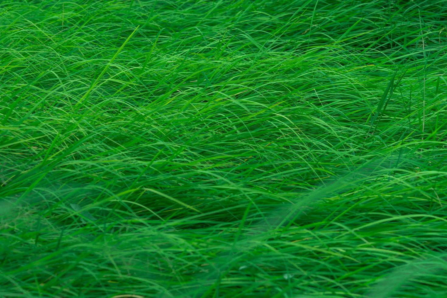 Green grass with long leaves. Natural green stalks grass texture background. Organic and healthy background. Background for organic cosmetic product. photo