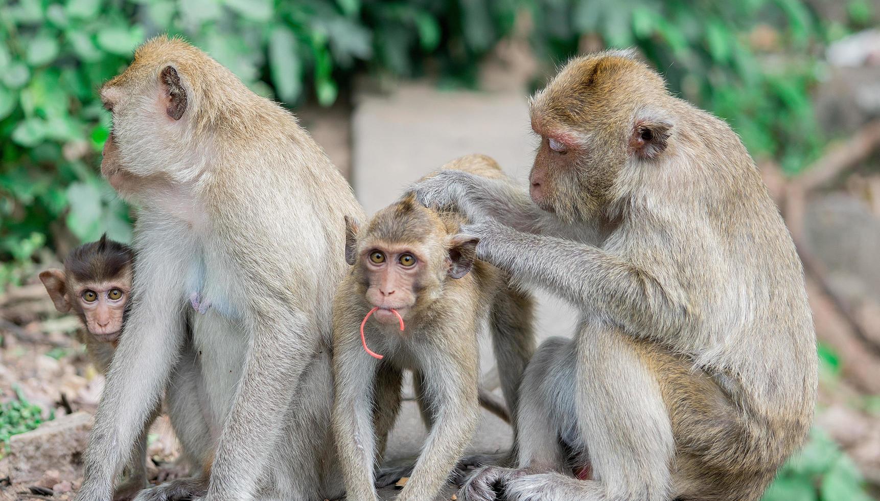 monos marrones familia feliz. tiempo de aseo foto