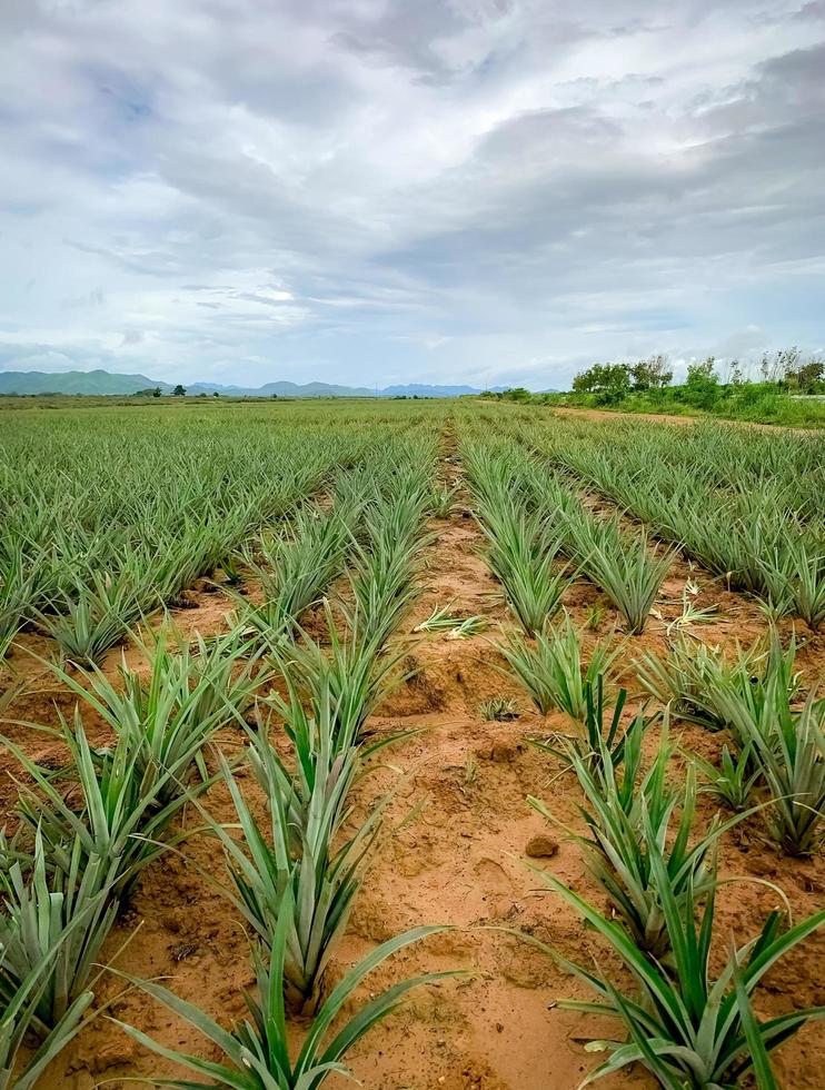 Pineapple plantation. Landscape pineapple farm and mountain. Plnat cultivation. Growing pineapple in organic farm. Argiculture industry. Green pineapple tree in field and white sky and clouds. photo