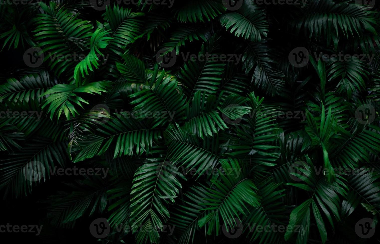 Fern leaves on dark background in jungle. Dense dark green fern leaves in garden at night. Nature abstract background. Fern at tropical forest. Exotic plant. Beautiful dark green fern leaf texture. photo