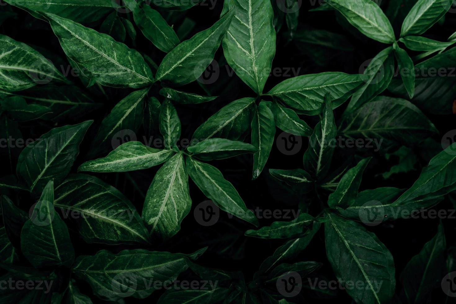 Dark green leaves in the garden. Emerald green leaf texture. Nature abstract background. Tropical forest. Above view of dark green leaves with natural pattern. Tropical plant wallpaper. Greenery photo