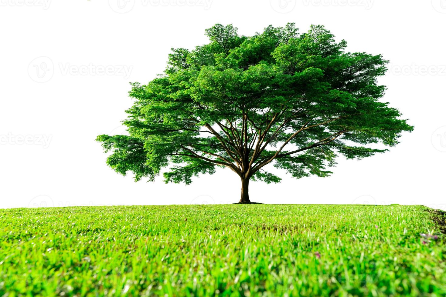 Big green tree with beautiful branches and green grass field isolated on white background. Lawn in garden on summer. Sunshine to big tree on green grass land. Nature landscape. Park decoration. photo