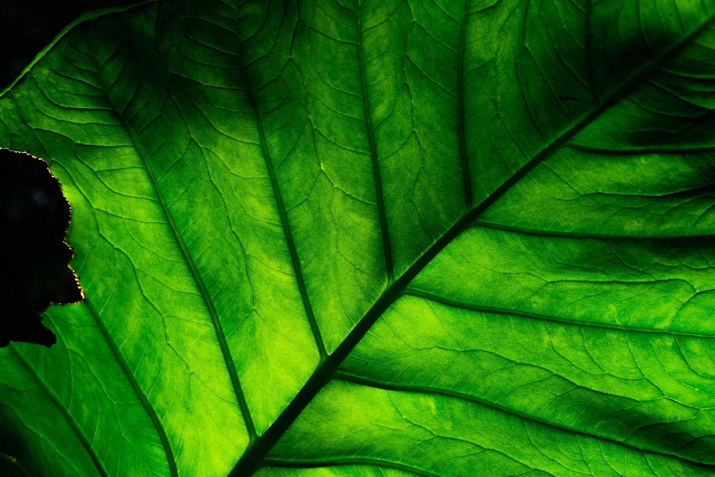 Closeup detail of incomplete green leaves on dark background. Green leaf eaten by worm, caterpillar, or insect. Leaf with green texture. Eco background. Beautiful pattern of leaf. Natural plant. photo