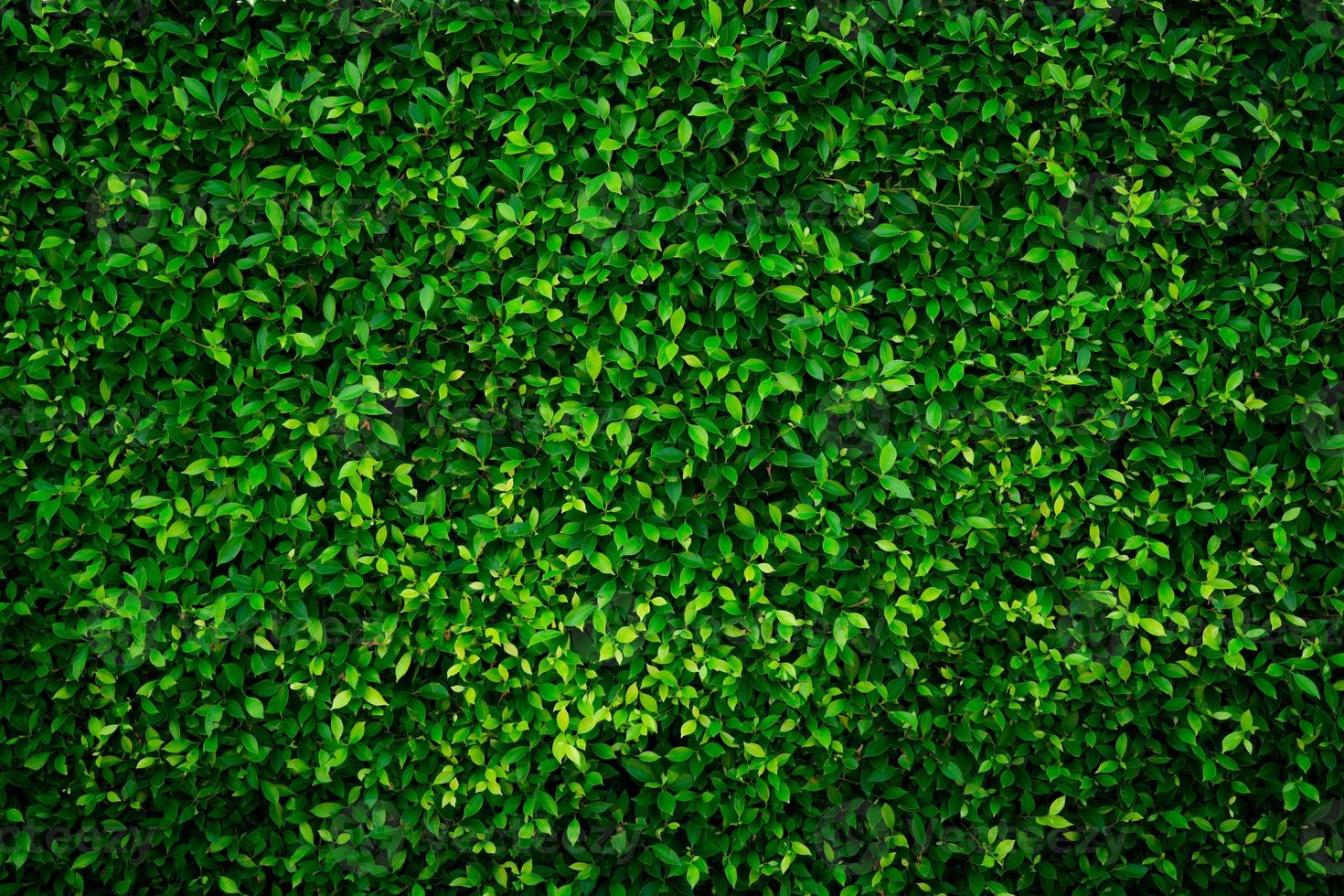 Small green leaves texture background with beautiful pattern. Clean environment. Ornamental plant in the garden. Eco wall. Organic natural background. Many leaves reduce dust in air. Tropical forest. photo