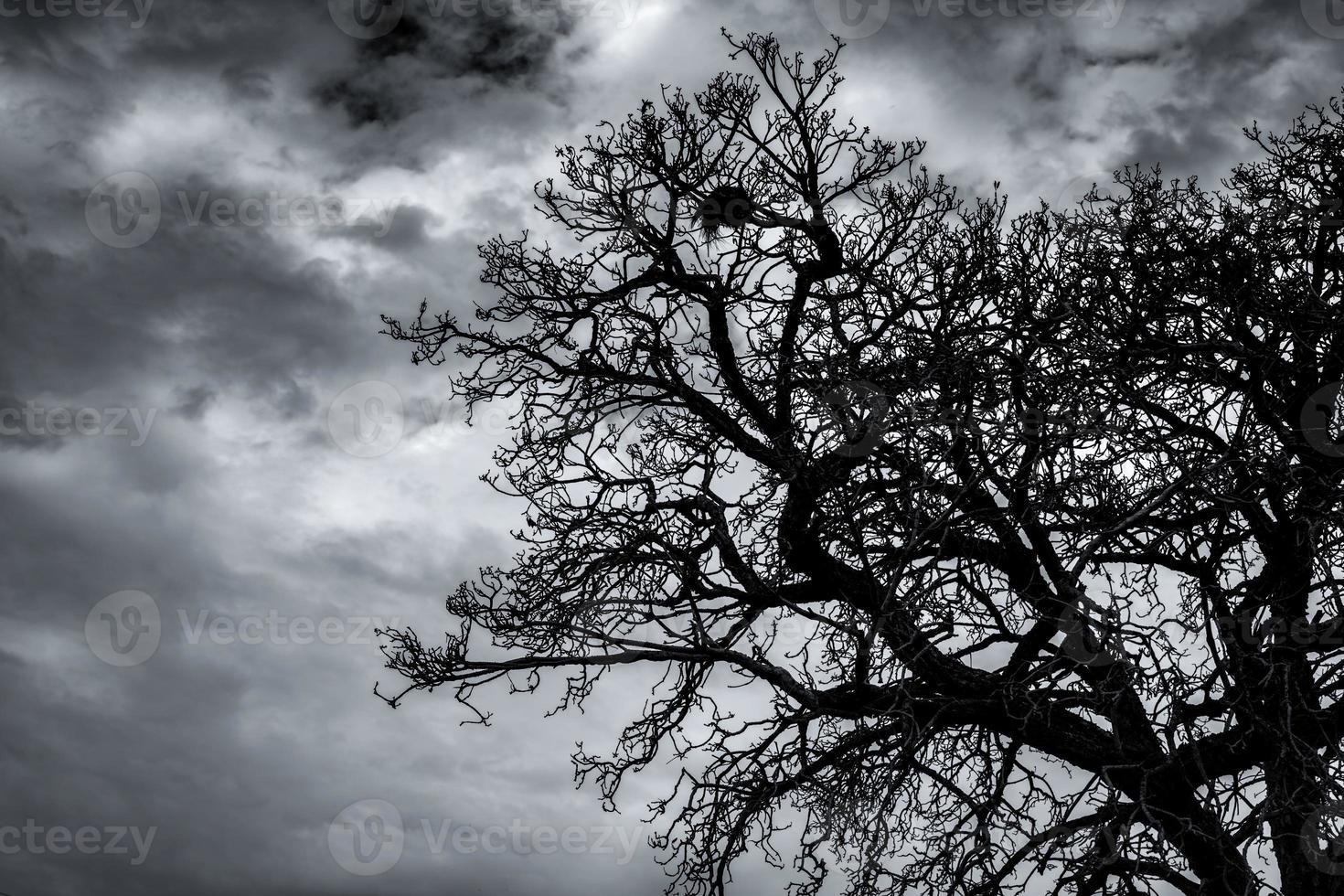 siluetee el árbol muerto y la rama en el cielo oscuro y las nubes. antecedentes para el concepto de muerte, desesperanza, desesperación, tristeza y lamento. Noche de Halloween. noche de terror dramático en el día de halloween. Resumen de duelo. foto