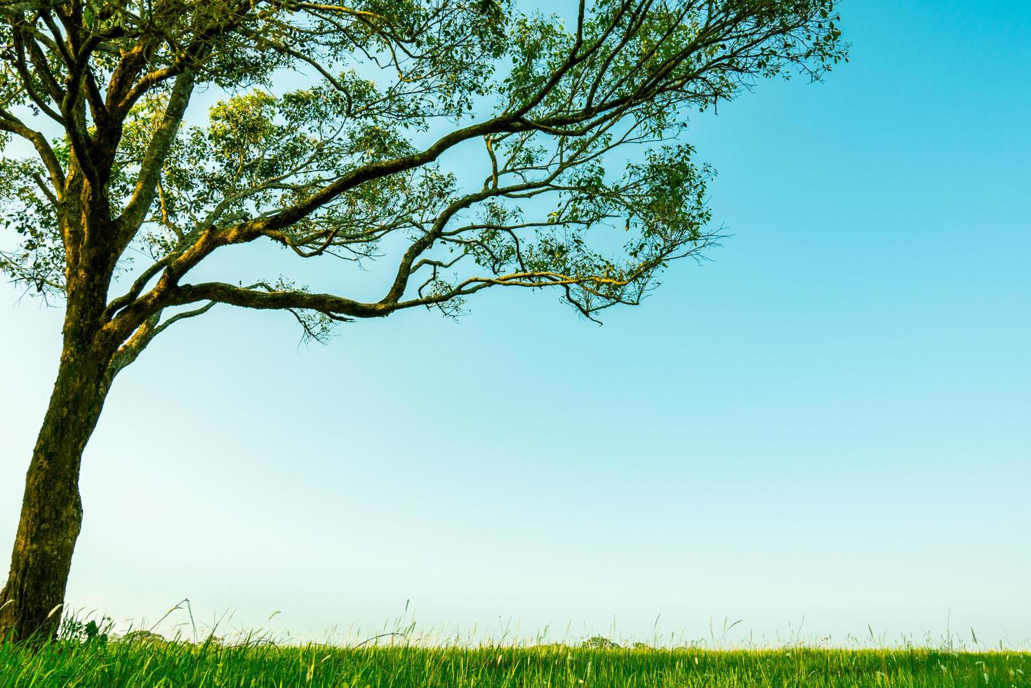 Big green tree with beautiful branches pattern and green grass field with white flowers on clear blue sky background on beautiful sunshine day. photo