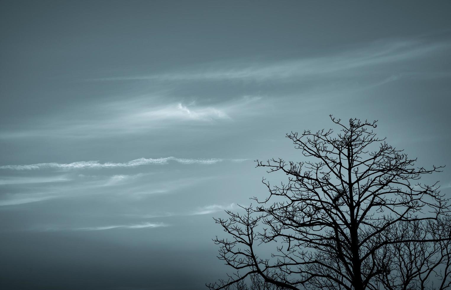 Silhouette dead tree on dark dramatic sky and white clouds background for death and peace. Halloween day background. Despair and hopeless concept. Sad of nature. Death and sad emotion background. photo