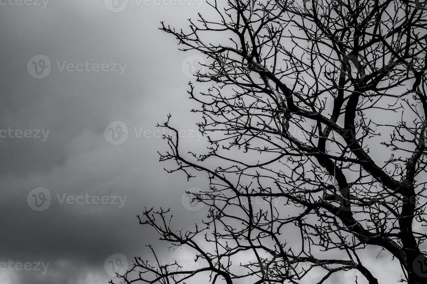 Silhouette dead tree on dark dramatic sky and white clouds background for death and peace. Halloween day background. Despair and hopeless concept. Sad of nature. Death and sad emotion background. photo