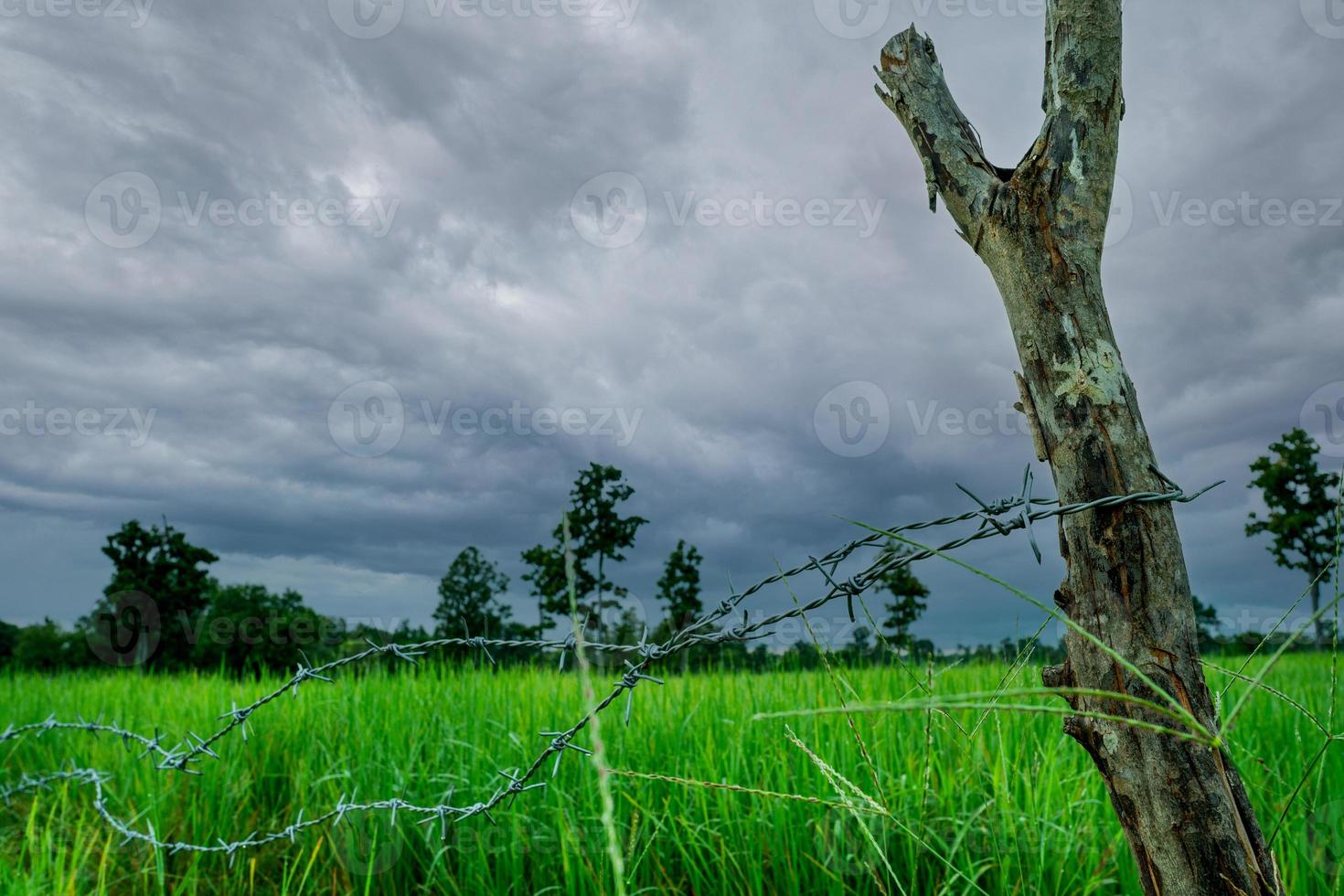 Green rice paddy field with a barbed wire fence and wooden pole with a stormy sky. Rice farm in Asia. Green paddy field. Landscape of agricultural farm. Agricultural area. Rice farm in rainy season. photo