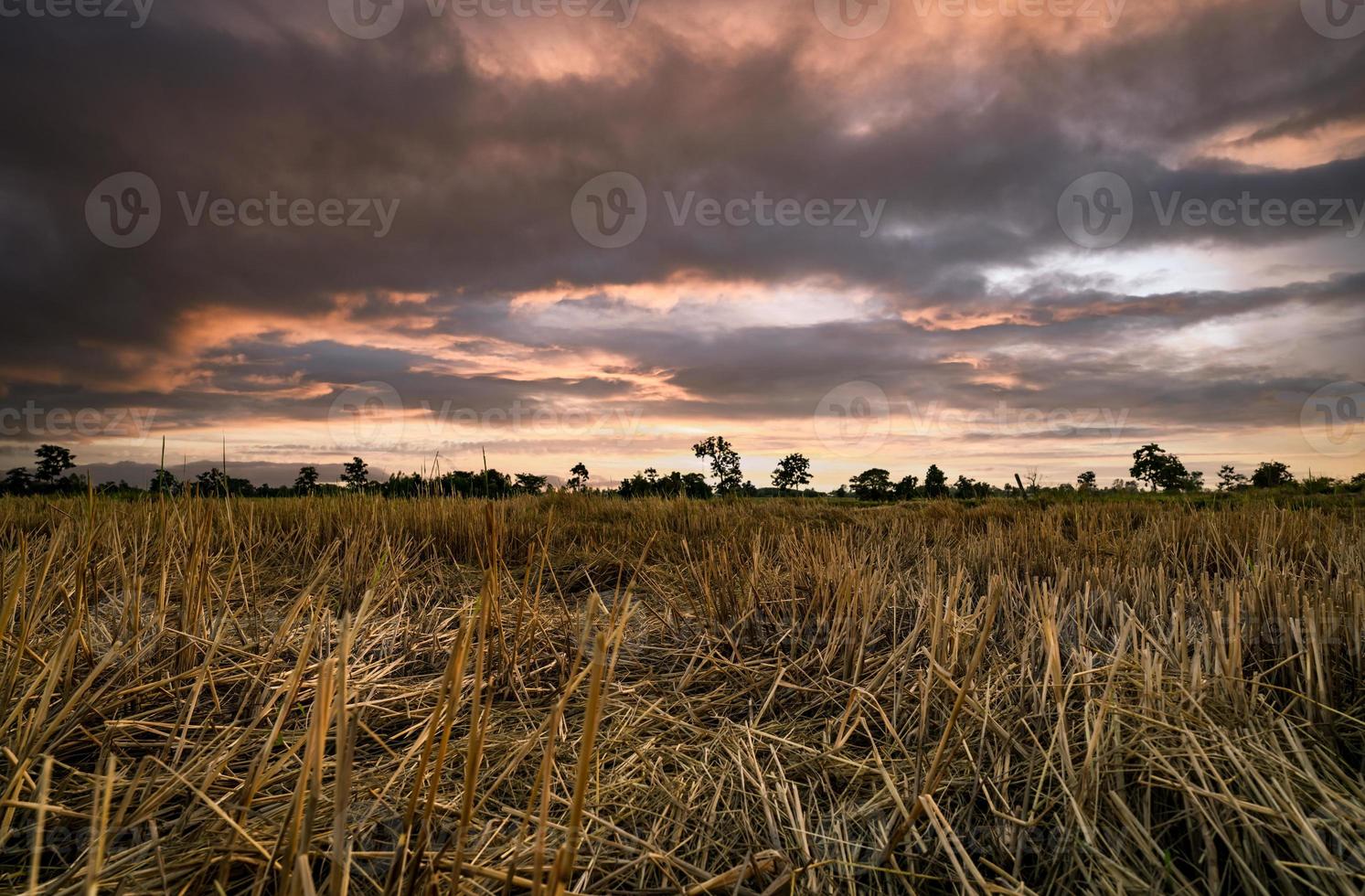 Rice farm. Stubble in field after harvest. Dried rice straw in farm. Landscape of rice farm with dark and golden sunset sky. Beauty in nature. Rural scene of rice farm in Thailand. Agriculture land. photo