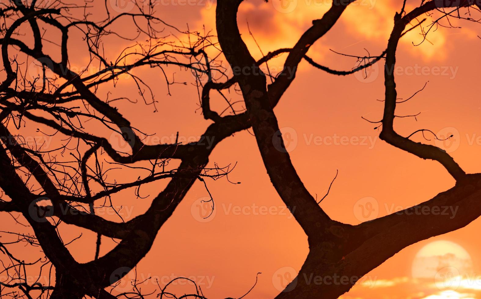 Silhouette leafless tree and sunset sky. Dead tree on golden sunset sky background. Peaceful and tranquil scene. Beautiful branches pattern. Beauty in nature. Drought land in summer. Evening sky. photo